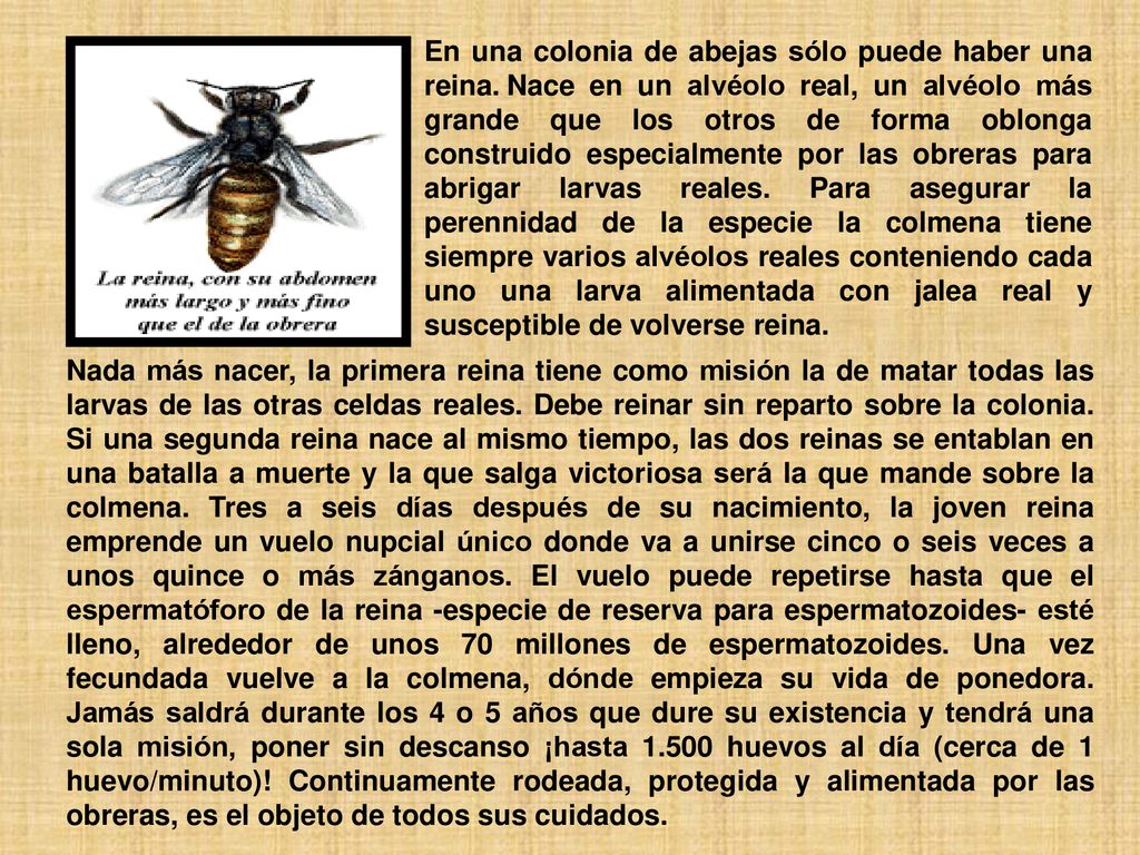 En una colonia de abejas sólo puede haber una reina