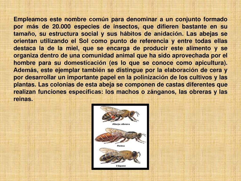 Empleamos este nombre común para denominar a un conjunto formado por más de especies de insectos, que difieren bastante en su tamaño, su estructura social y sus hábitos de anidación.