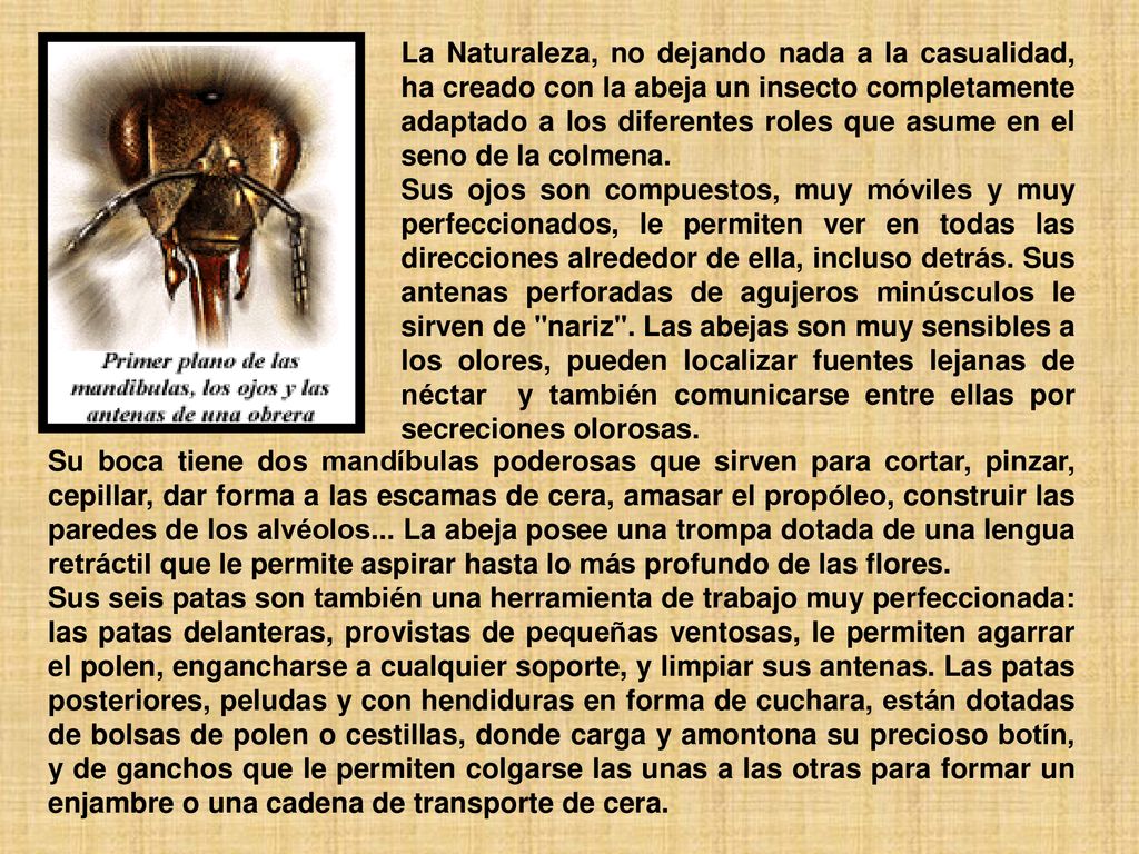 La Naturaleza, no dejando nada a la casualidad, ha creado con la abeja un insecto completamente adaptado a los diferentes roles que asume en el seno de la colmena.
