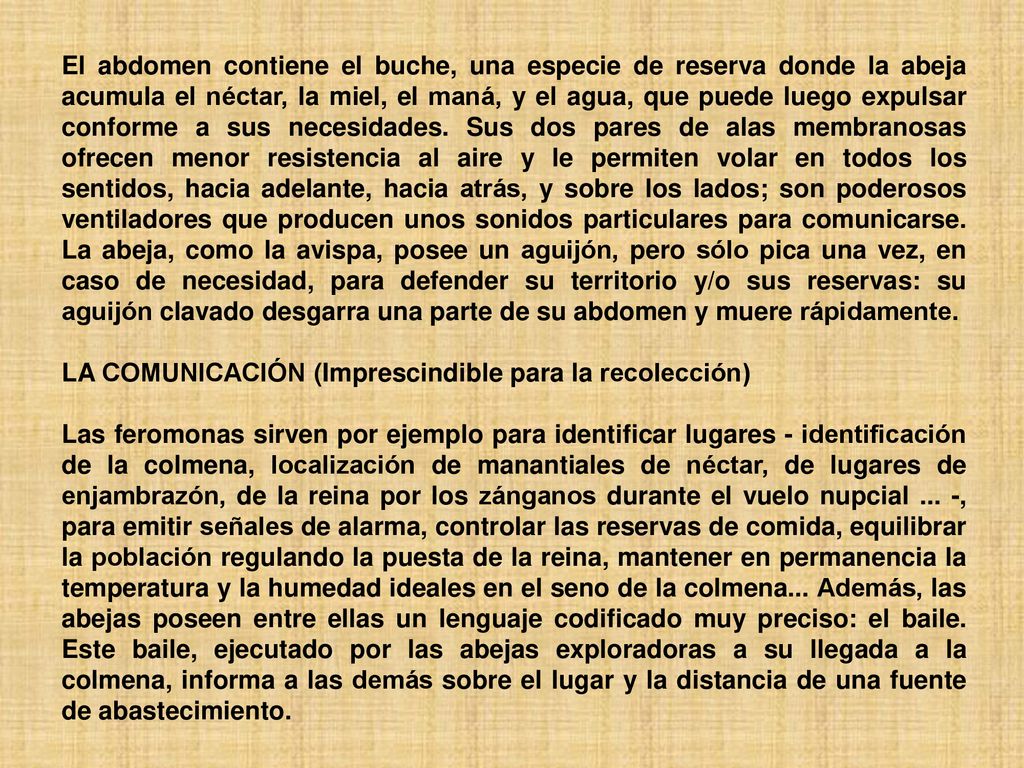 El abdomen contiene el buche, una especie de reserva donde la abeja acumula el néctar, la miel, el maná, y el agua, que puede luego expulsar conforme a sus necesidades. Sus dos pares de alas membranosas ofrecen menor resistencia al aire y le permiten volar en todos los sentidos, hacia adelante, hacia atrás, y sobre los lados; son poderosos ventiladores que producen unos sonidos particulares para comunicarse. La abeja, como la avispa, posee un aguijón, pero sólo pica una vez, en caso de necesidad, para defender su territorio y/o sus reservas: su aguijón clavado desgarra una parte de su abdomen y muere rápidamente.