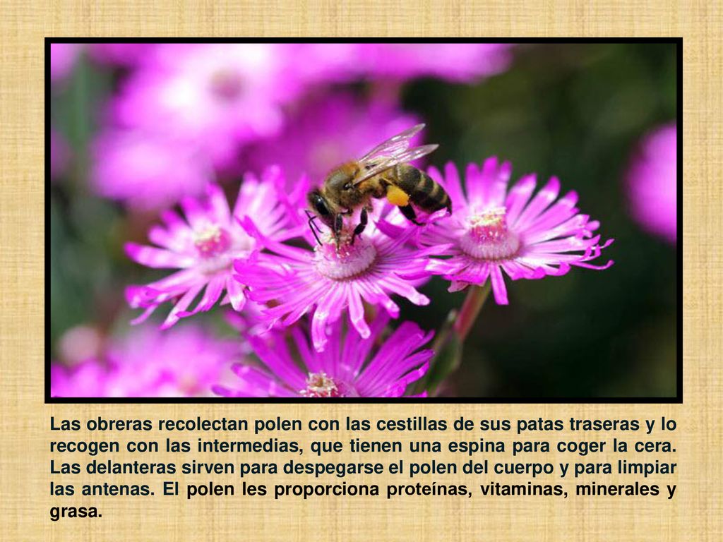 Las obreras recolectan polen con las cestillas de sus patas traseras y lo recogen con las intermedias, que tienen una espina para coger la cera.