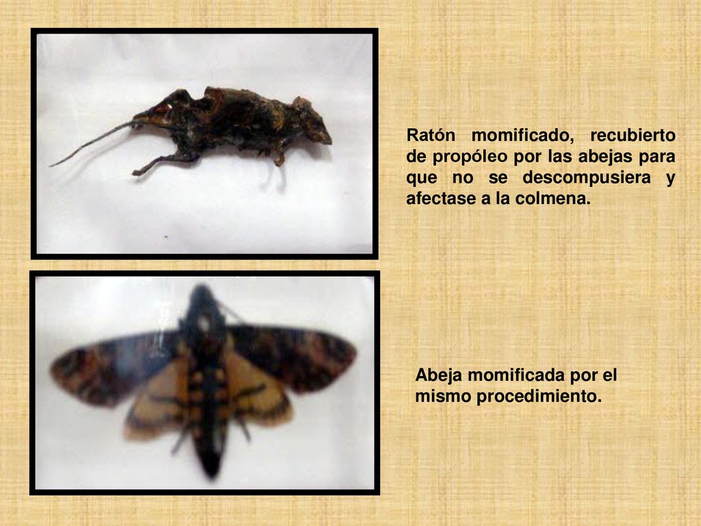 Ratón momificado, recubierto de propóleo por las abejas para que no se descompusiera y afectase a la colmena.