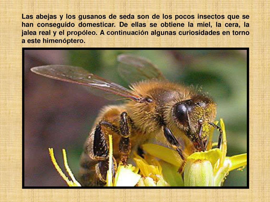 Las abejas y los gusanos de seda son de los pocos insectos que se han conseguido domesticar.