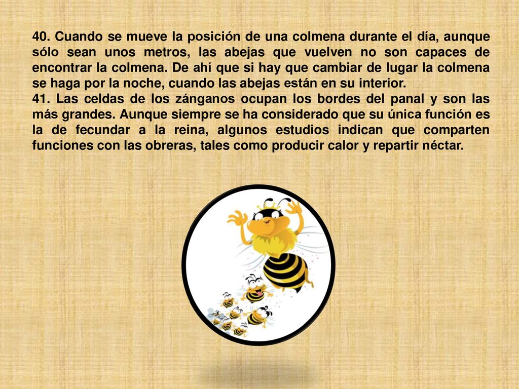 40. Cuando se mueve la posición de una colmena durante el día, aunque sólo sean unos metros, las abejas que vuelven no son capaces de encontrar la colmena. De ahí que si hay que cambiar de lugar la colmena se haga por la noche, cuando las abejas están en su interior.