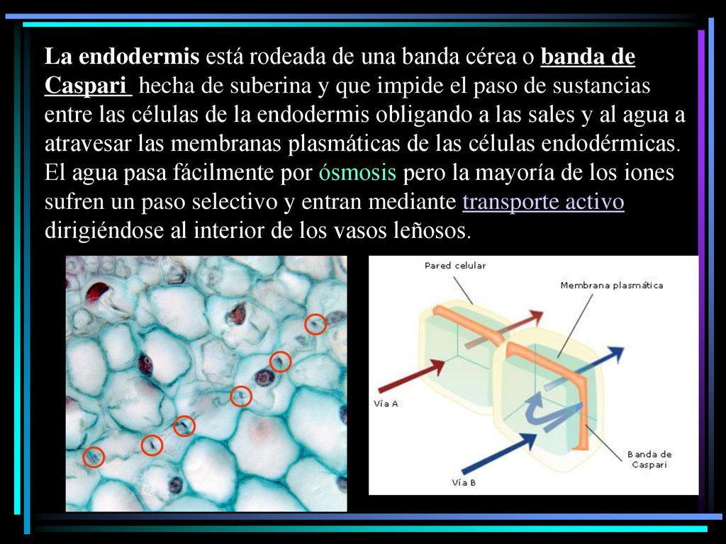 La endodermis está rodeada de una banda cérea o banda de Caspari hecha de suberina y que impide el paso de sustancias entre las células de la endodermis obligando a las sales y al agua a atravesar las membranas plasmáticas de las células endodérmicas.