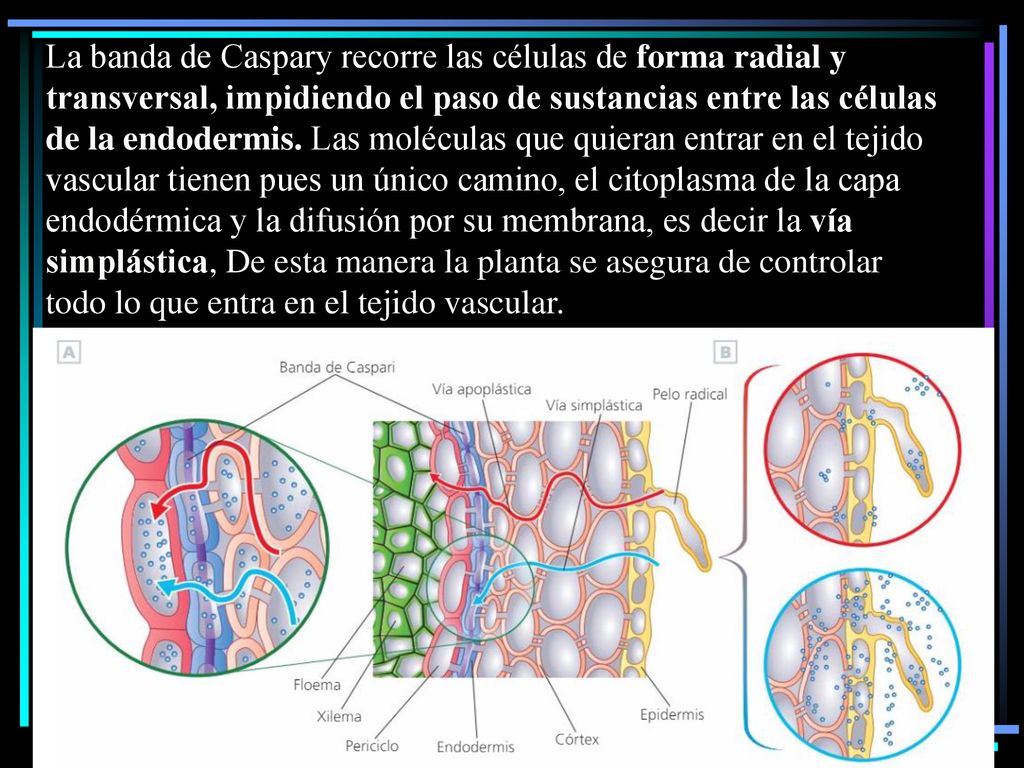 La banda de Caspary recorre las células de forma radial y transversal, impidiendo el paso de sustancias entre las células de la endodermis.