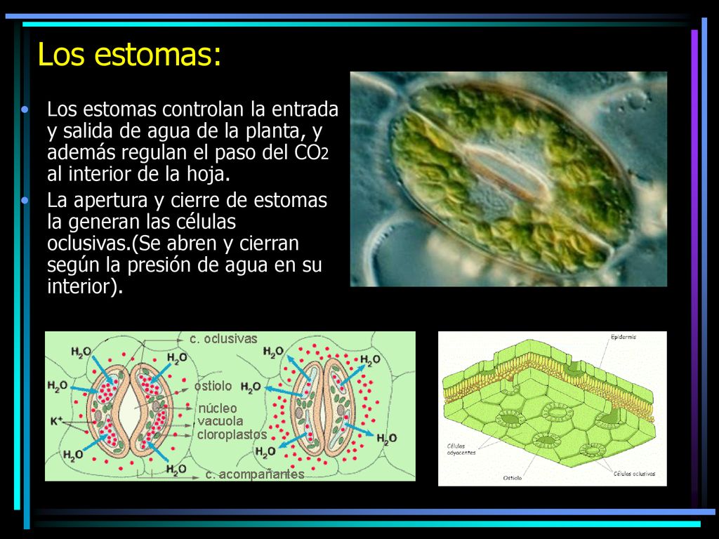 Los estomas: Los estomas controlan la entrada y salida de agua de la planta, y además regulan el paso del CO2 al interior de la hoja.