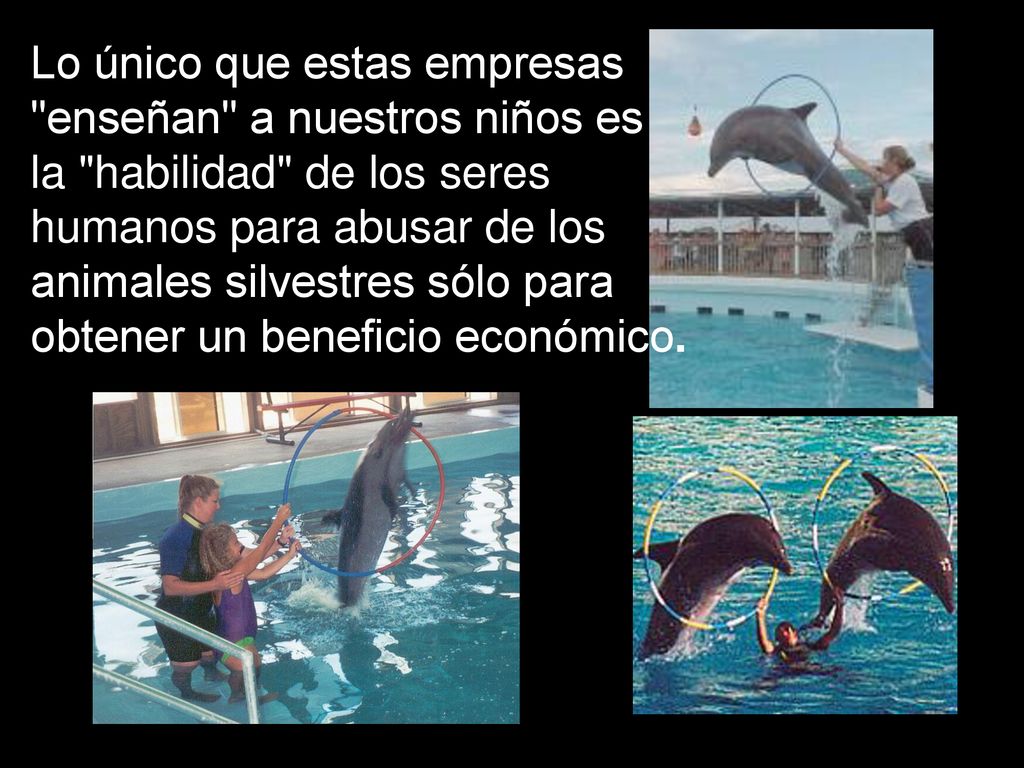 Lo único que estas empresas enseñan a nuestros niños es la habilidad de los seres humanos para abusar de los animales silvestres sólo para obtener un beneficio económico.