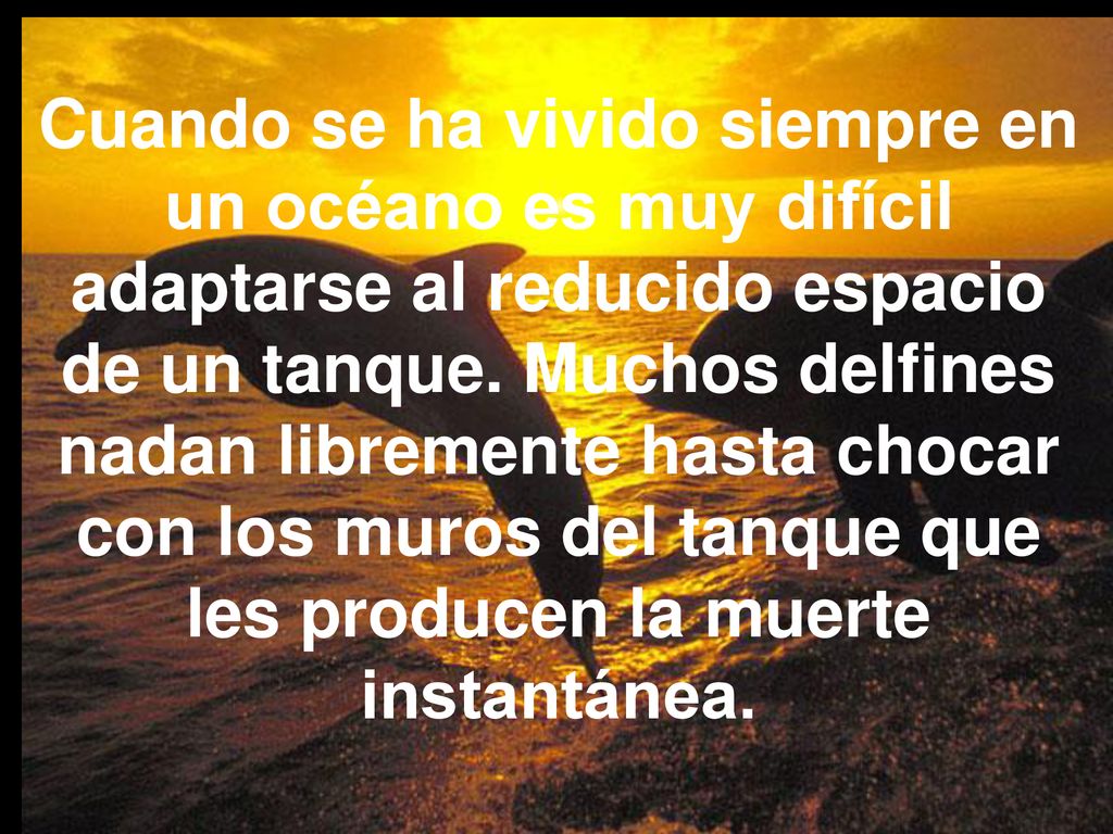 Cuando se ha vivido siempre en un océano es muy difícil adaptarse al reducido espacio de un tanque.