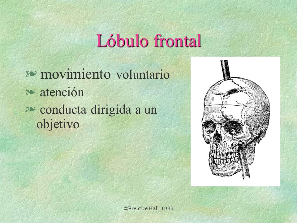Lóbulo frontal movimiento voluntario atención