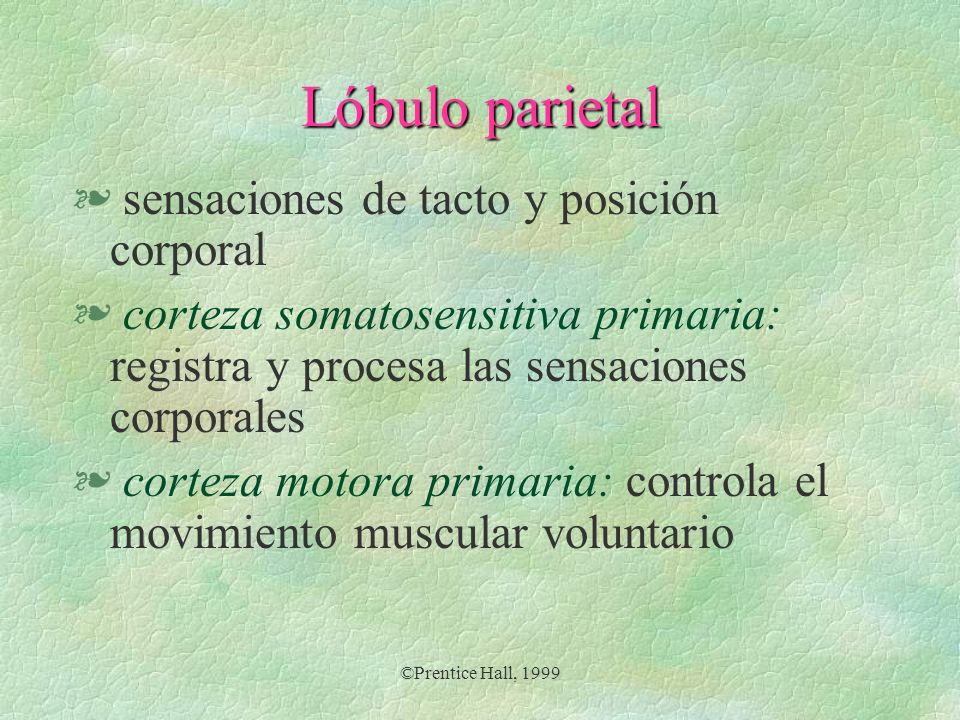 Lóbulo parietal sensaciones de tacto y posición corporal