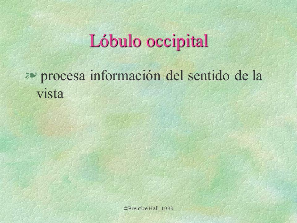 Lóbulo occipital procesa información del sentido de la vista
