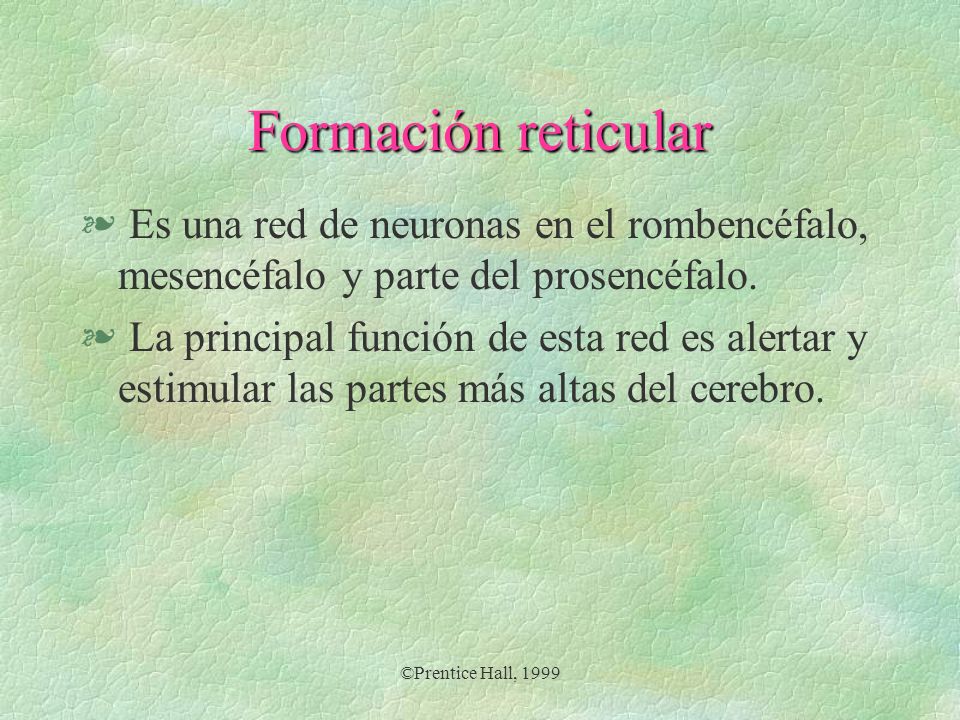 Formación reticular Es una red de neuronas en el rombencéfalo, mesencéfalo y parte del prosencéfalo.