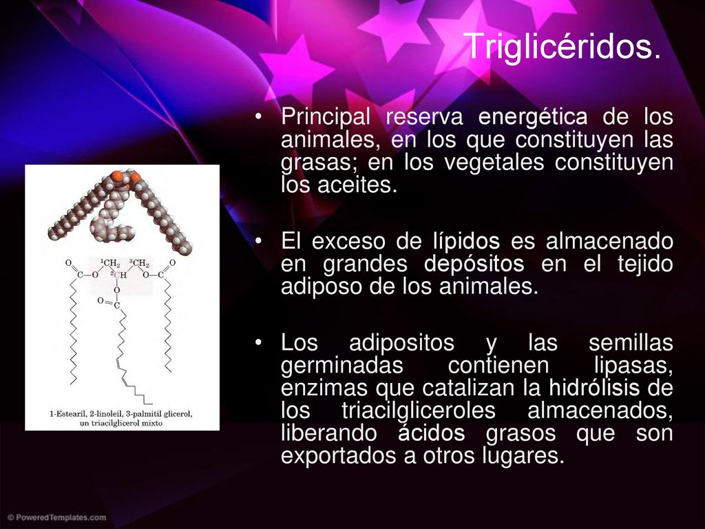 Triglicéridos. Principal reserva energética de los animales, en los que constituyen las grasas; en los vegetales constituyen los aceites.