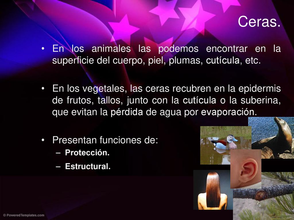 Ceras. En los animales las podemos encontrar en la superficie del cuerpo, piel, plumas, cutícula, etc.