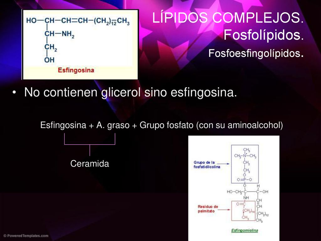 Esfingosina + A. graso + Grupo fosfato (con su aminoalcohol)