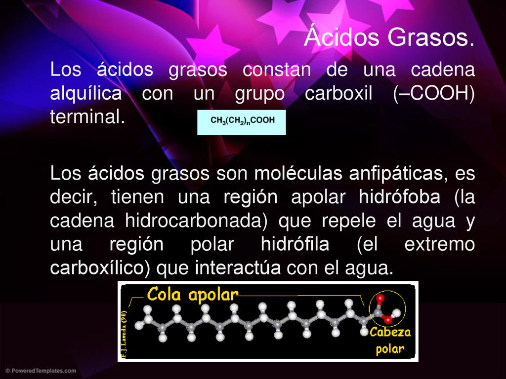 Ácidos Grasos. Los ácidos grasos constan de una cadena alquílica con un grupo carboxil (–COOH) terminal.