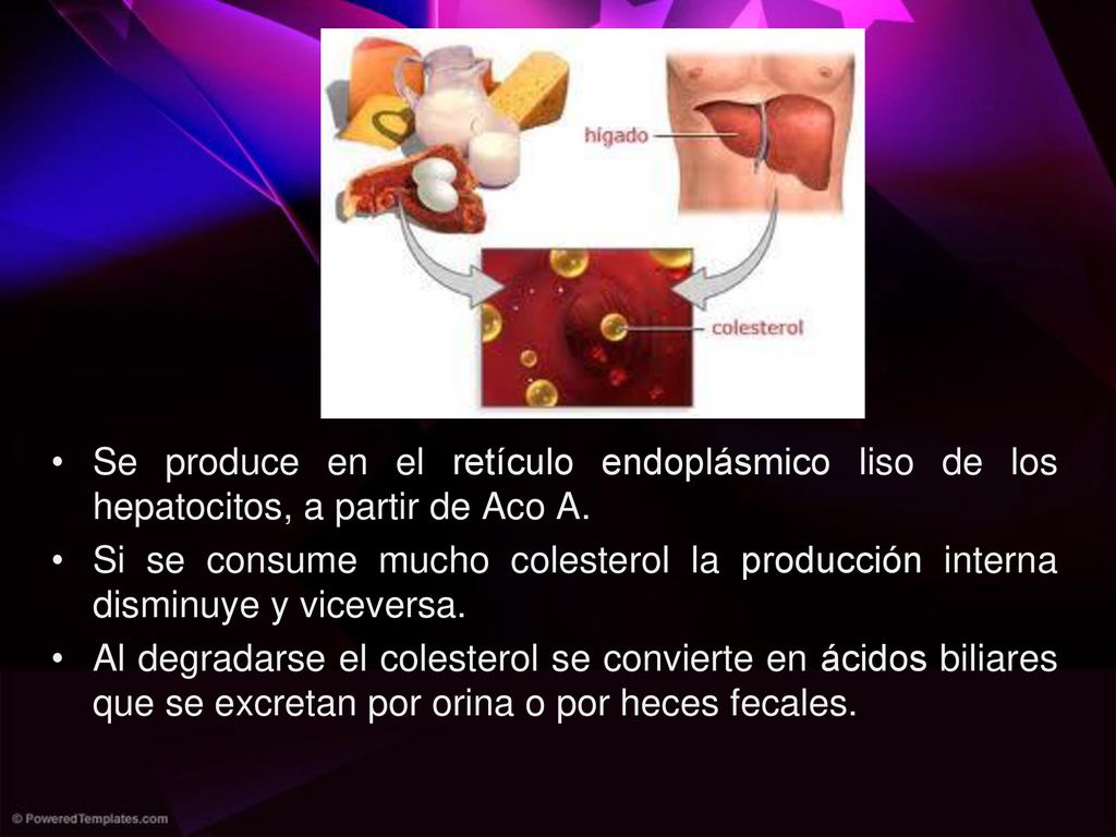 Se produce en el retículo endoplásmico liso de los hepatocitos, a partir de Aco A.