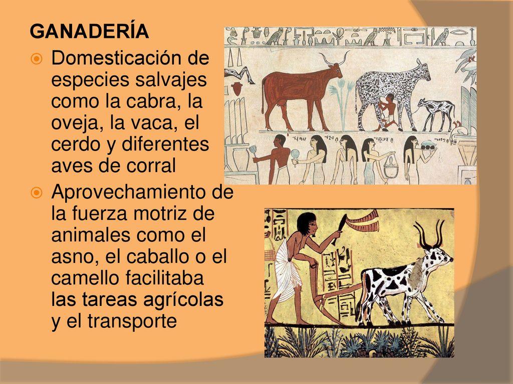GANADERÍA Domesticación de especies salvajes como la cabra, la oveja, la vaca, el cerdo y diferentes aves de corral.