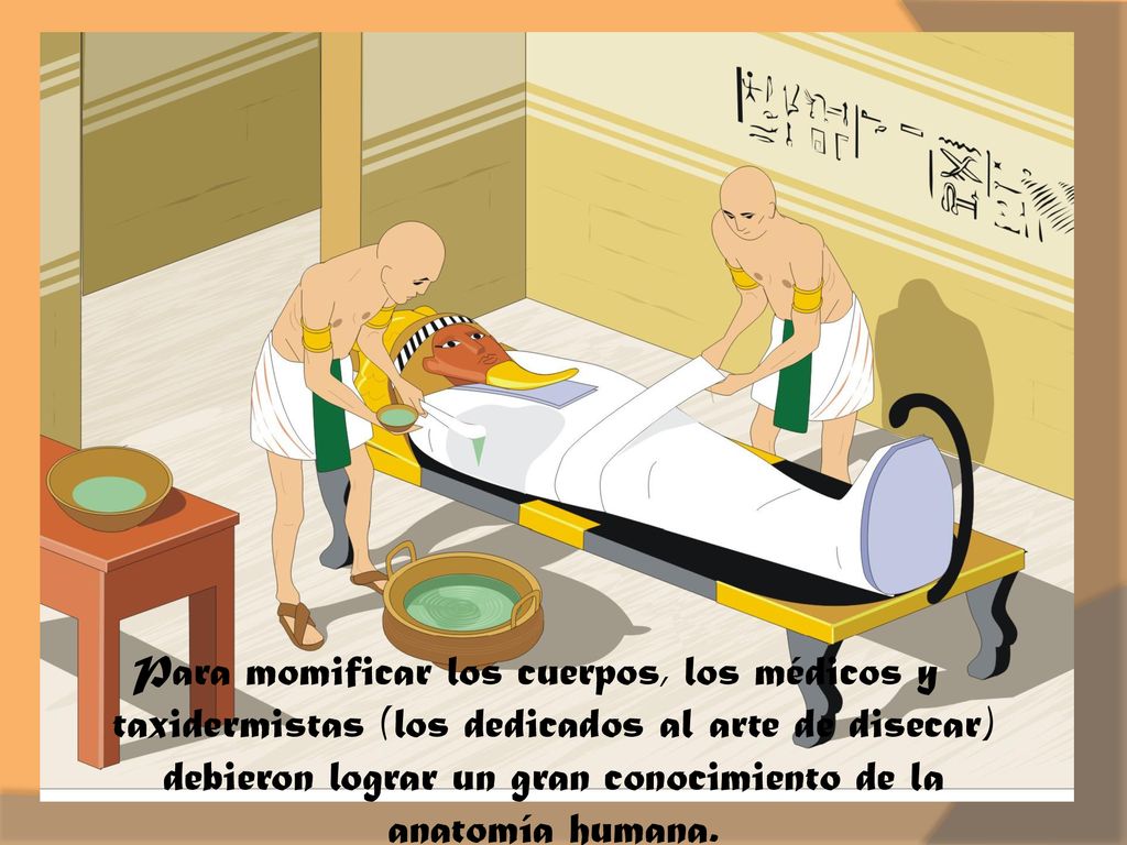Para momificar los cuerpos, los médicos y taxidermistas (los dedicados al arte de disecar) debieron lograr un gran conocimiento de la anatomía humana.