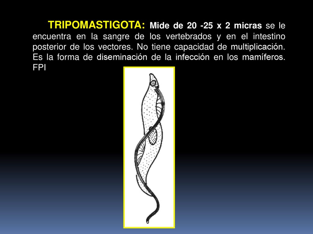 TRIPOMASTIGOTA: Mide de x 2 micras se le encuentra en la sangre de los vertebrados y en el intestino posterior de los vectores.