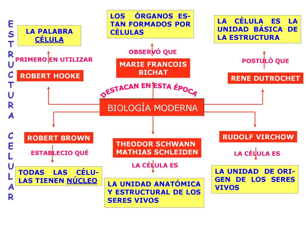 E S T R U C A L BIOLOGÍA MODERNA