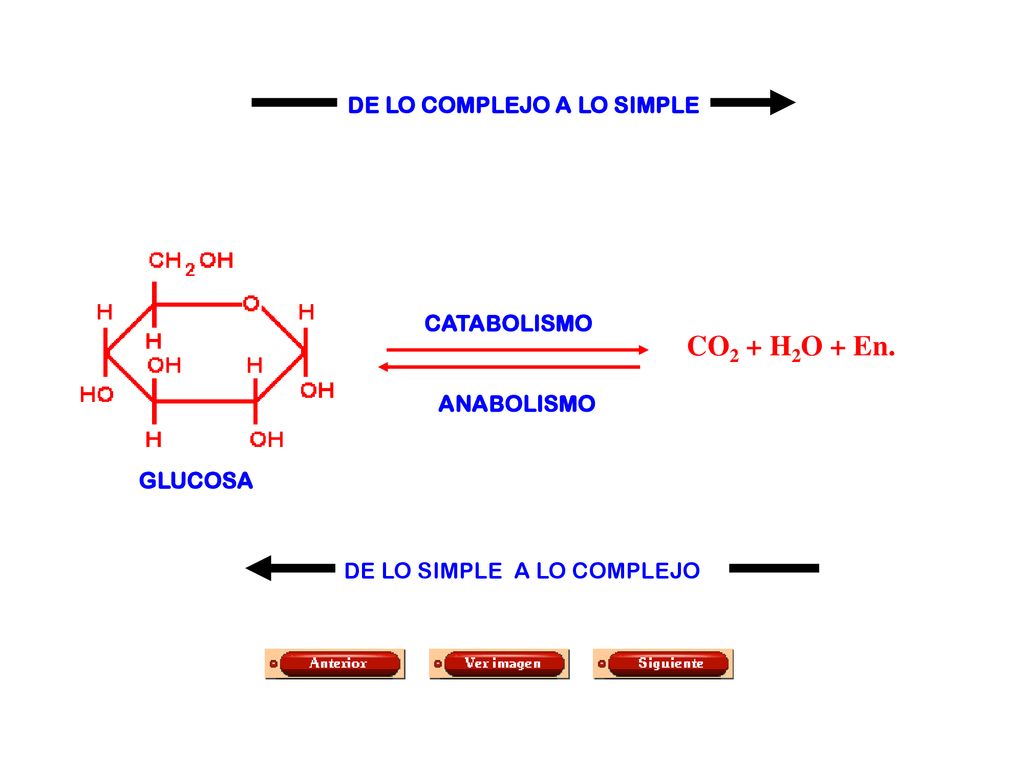 CO2 + H2O + En. DE LO COMPLEJO A LO SIMPLE CATABOLISMO ANABOLISMO