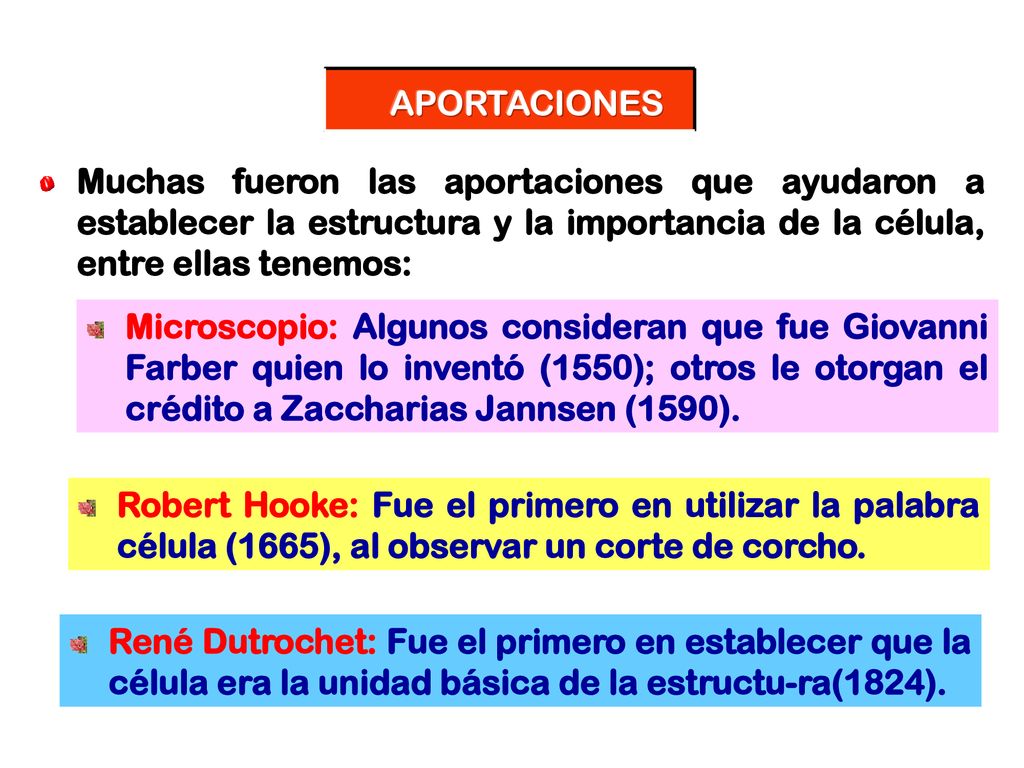 APORTACIONES Muchas fueron las aportaciones que ayudaron a establecer la estructura y la importancia de la célula, entre ellas tenemos: