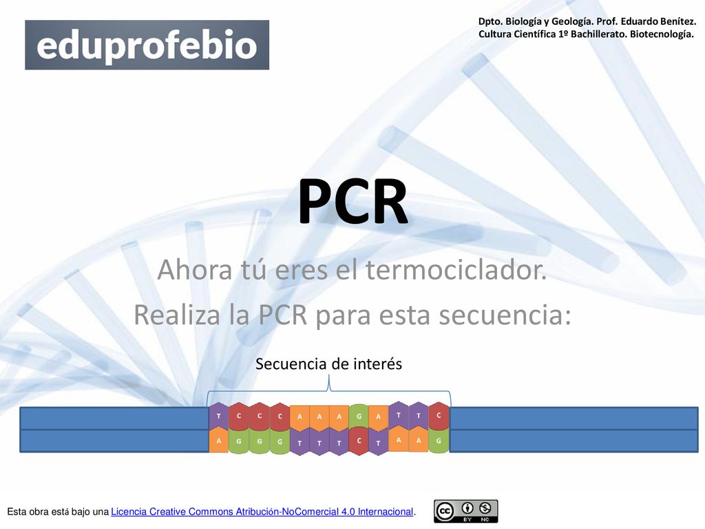 Ahora tú eres el termociclador. Realiza la PCR para esta secuencia: