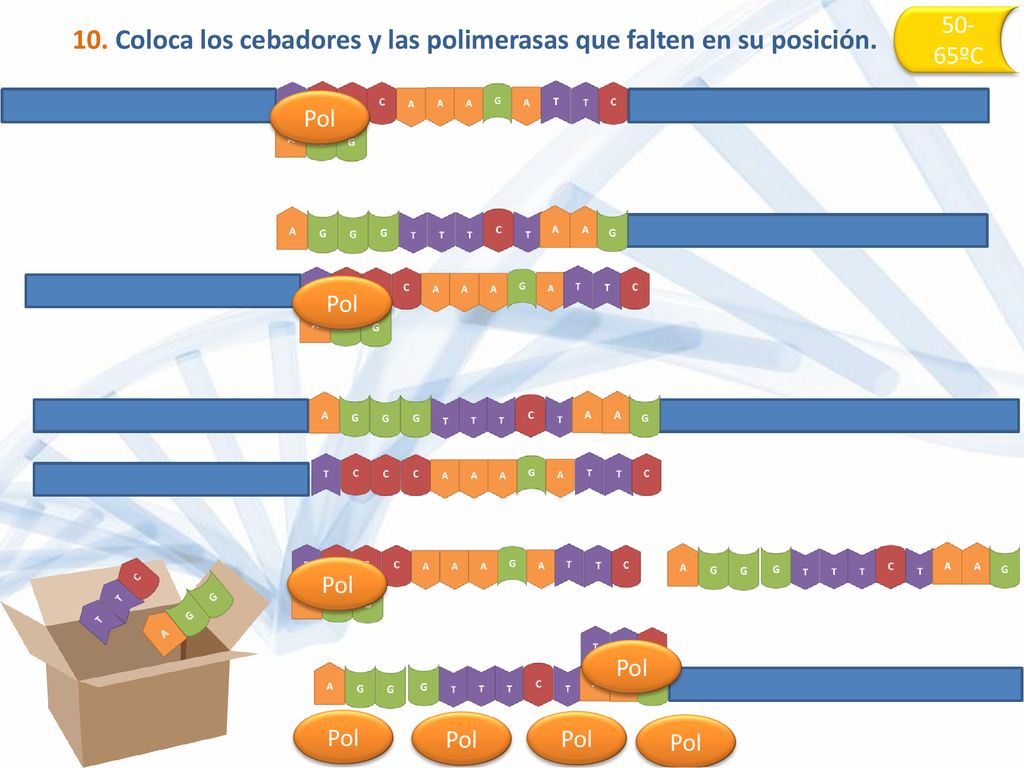 10. Coloca los cebadores y las polimerasas que falten en su posición.