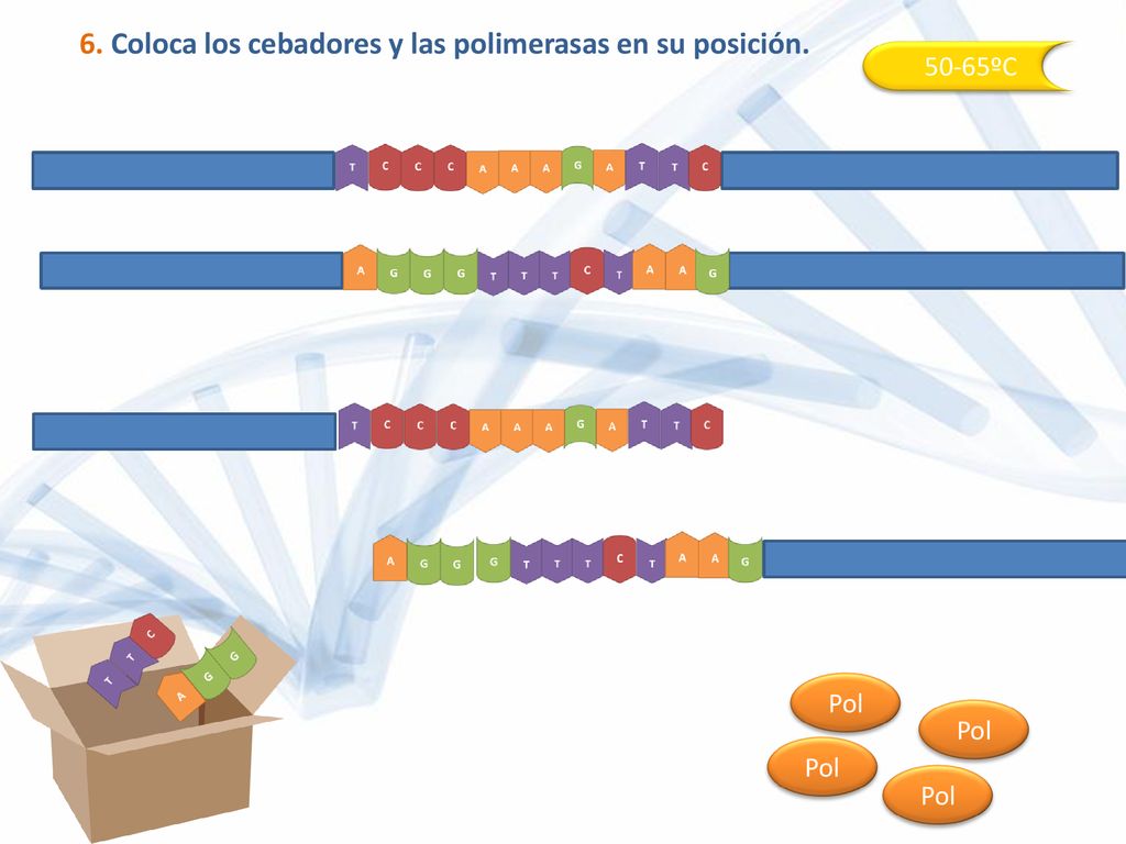 6. Coloca los cebadores y las polimerasas en su posición.
