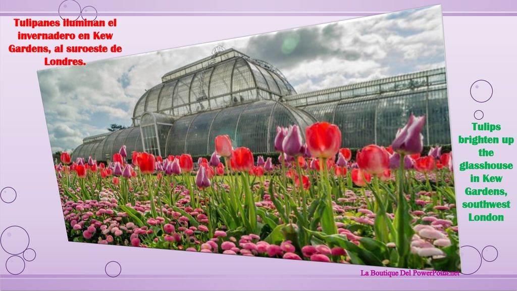 Tulips brighten up the glasshouse in Kew Gardens, southwest London