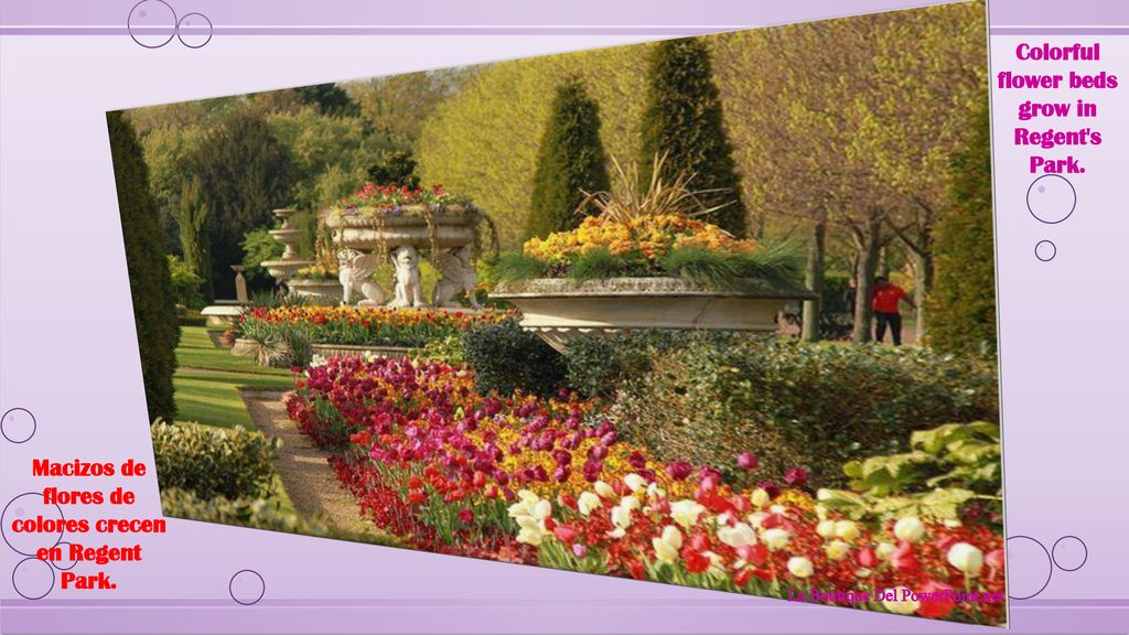Colorful flower beds grow in Regent s Park.