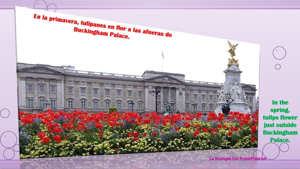 En la primavera, tulipanes en flor a las afueras de Buckingham Palace.