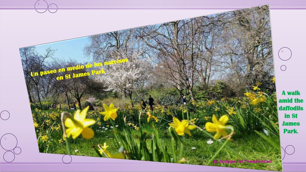 Un paseo en medio de los narcisos en St James Park
