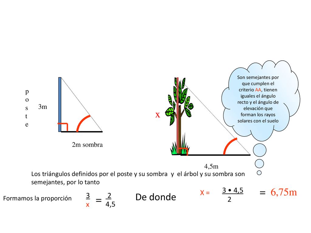Un poste vertical de 3 metros proyecta una sombra de 2 metros; ¿qué altura tiene un árbol que a la misma hora proyecta una sombra de 4,5 metros (Haz un dibujo del problema).