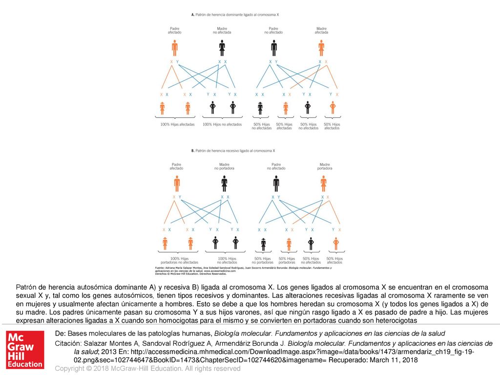 Patrón de herencia autosómica dominante A) y recesiva B) ligada al cromosoma X. Los genes ligados al cromosoma X se encuentran en el cromosoma sexual X y, tal como los genes autosómicos, tienen tipos recesivos y dominantes. Las alteraciones recesivas ligadas al cromosoma X raramente se ven en mujeres y usualmente afectan únicamente a hombres. Esto se debe a que los hombres heredan su cromosoma X (y todos los genes ligados a X) de su madre. Los padres únicamente pasan su cromosoma Y a sus hijos varones, así que ningún rasgo ligado a X es pasado de padre a hijo. Las mujeres expresan alteraciones ligadas a X cuando son homocigotas para el mismo y se convierten en portadoras cuando son heterocigotas