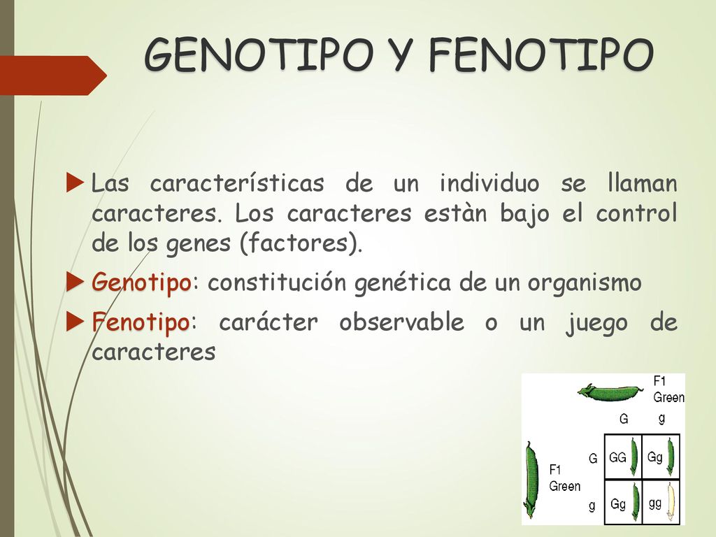 GENOTIPO Y FENOTIPO Las características de un individuo se llaman caracteres. Los caracteres estàn bajo el control de los genes (factores).