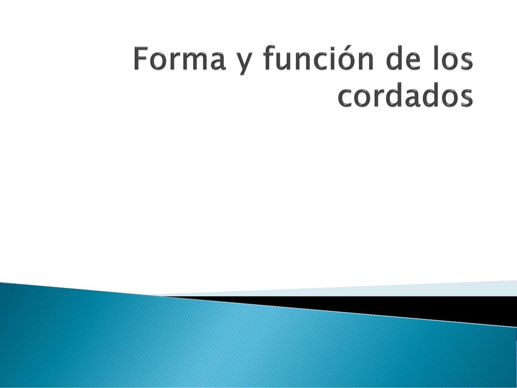 Forma y función de los cordados