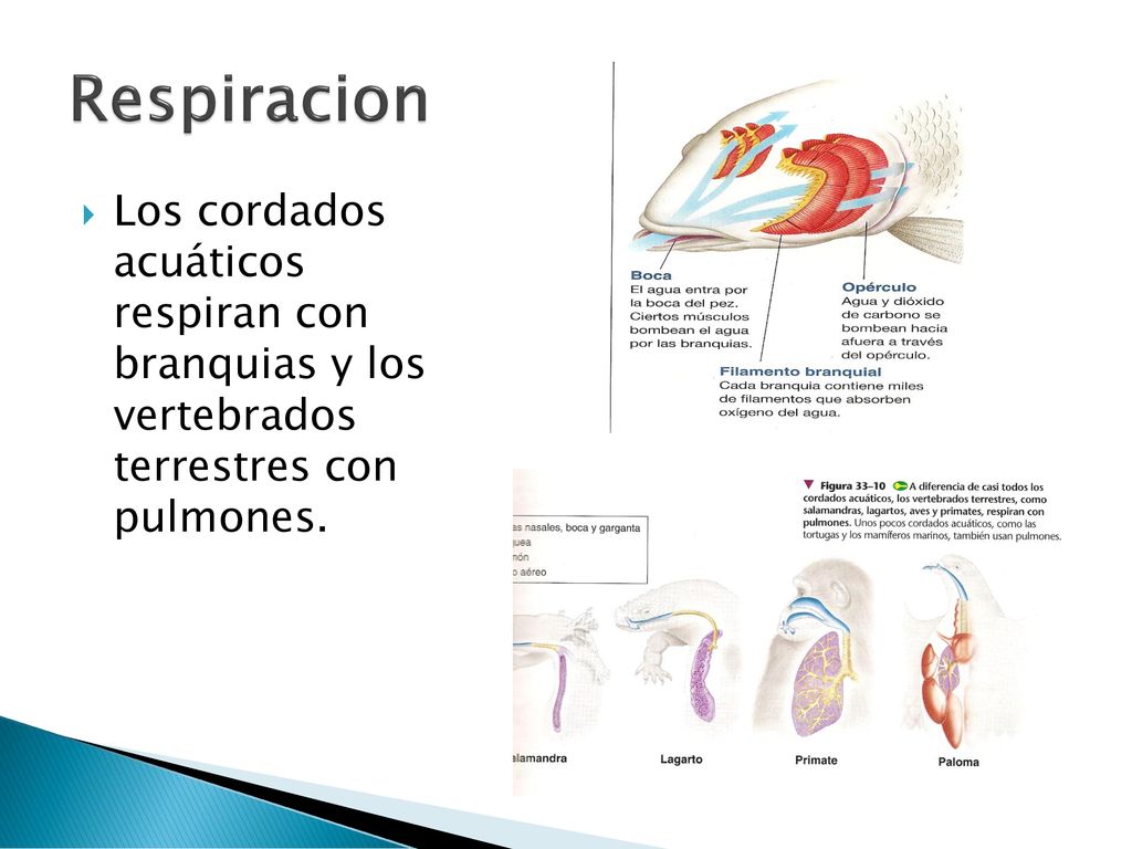 Respiracion Los cordados acuáticos respiran con branquias y los vertebrados terrestres con pulmones.
