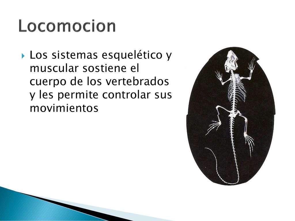 Locomocion Los sistemas esquelético y muscular sostiene el cuerpo de los vertebrados y les permite controlar sus movimientos.