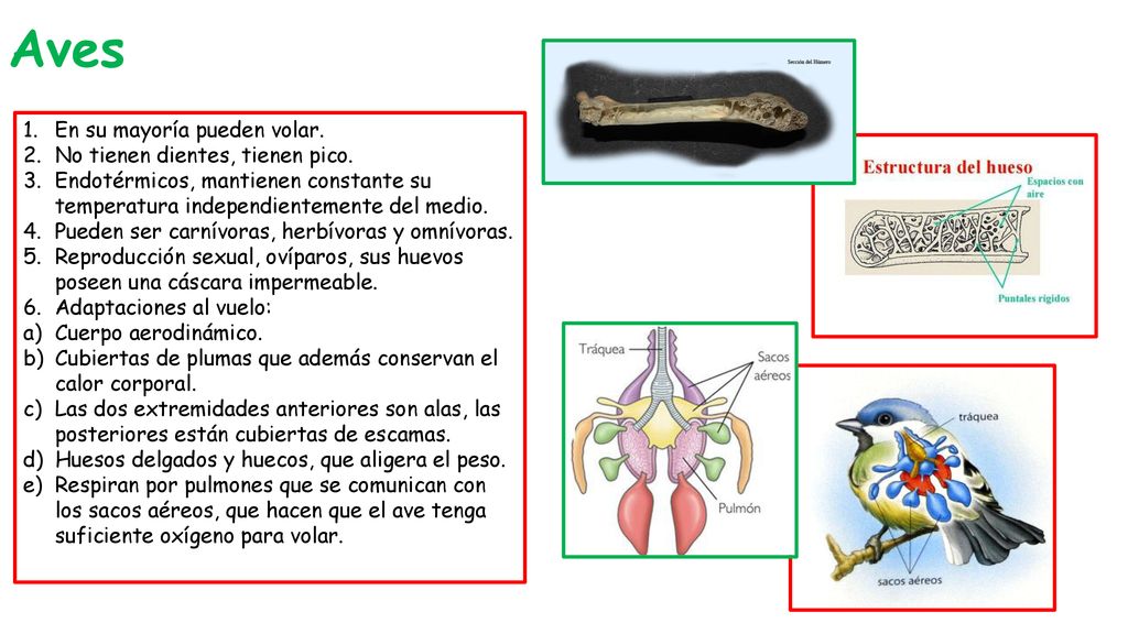 Aves En su mayoría pueden volar. No tienen dientes, tienen pico.