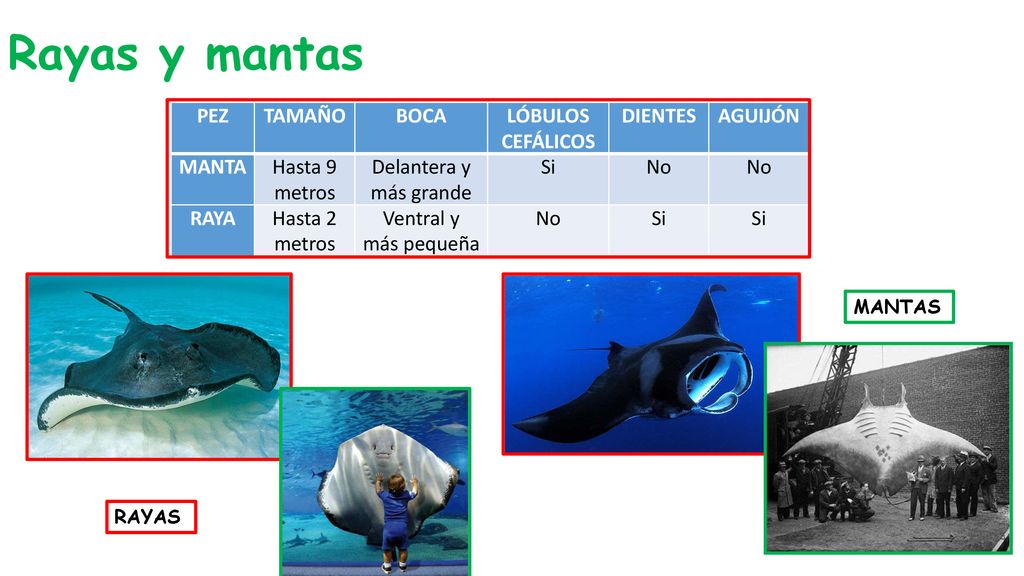 Rayas y mantas PEZ TAMAÑO BOCA LÓBULOS CEFÁLICOS DIENTES AGUIJÓN MANTA