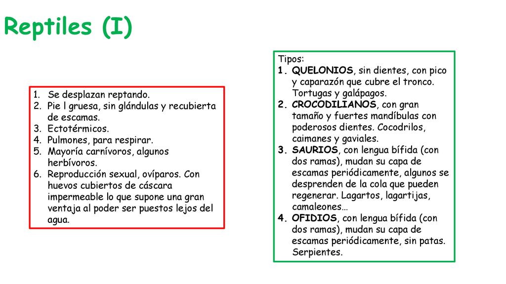 Reptiles (I) Tipos: QUELONIOS, sin dientes, con pico y caparazón que cubre el tronco. Tortugas y galápagos.