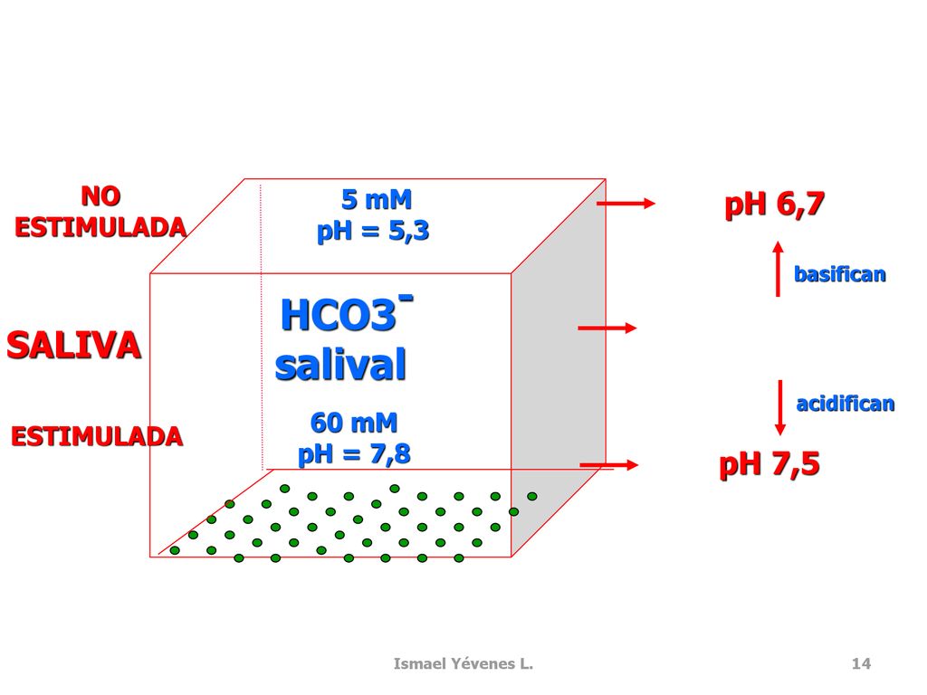 HCO3- salival SALIVA pH 6,7 pH 7,5 NO 5 mM ESTIMULADA pH = 5,3 60 mM
