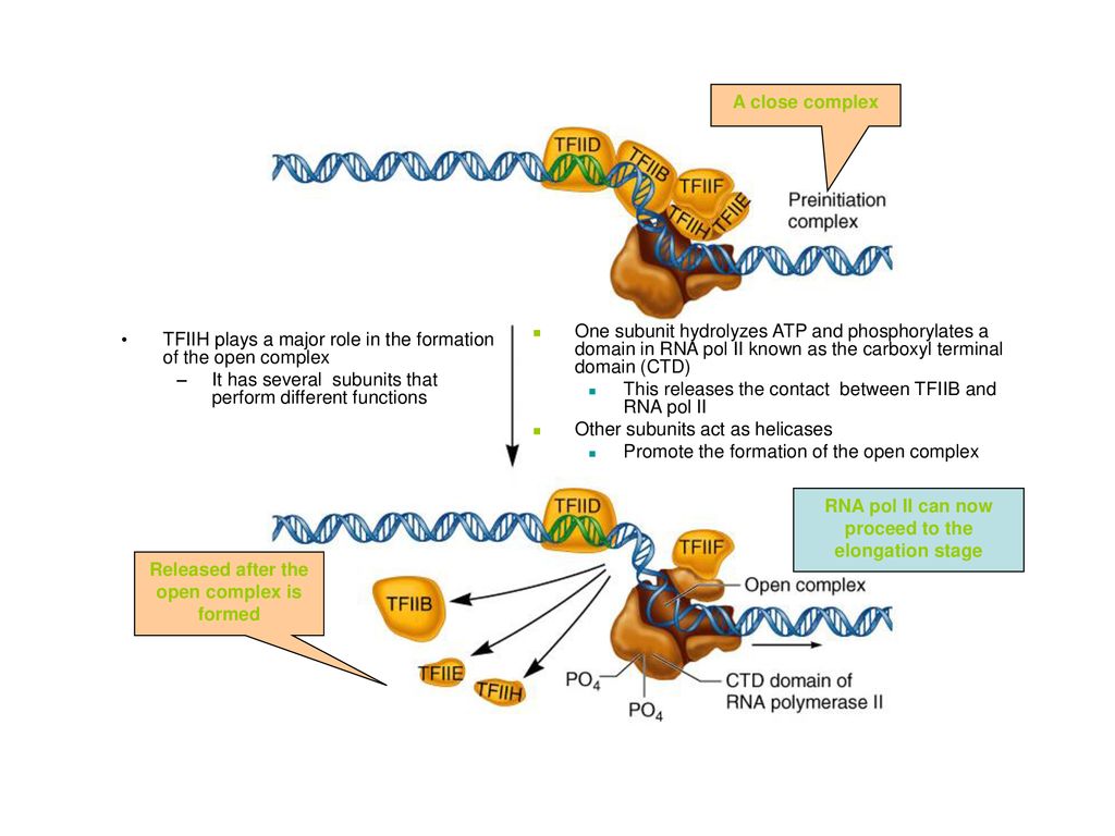 TFIIH plays a major role in the formation of the open complex