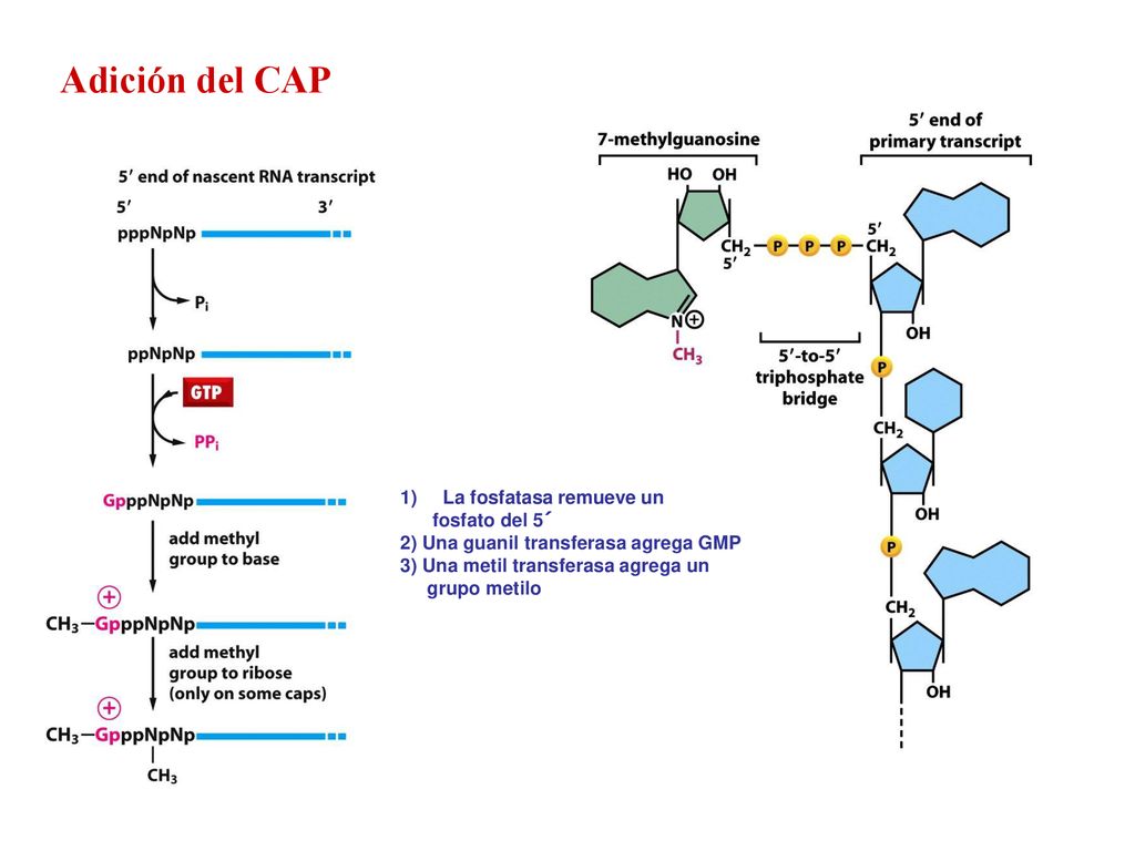 Adición del CAP La fosfatasa remueve un fosfato del 5´