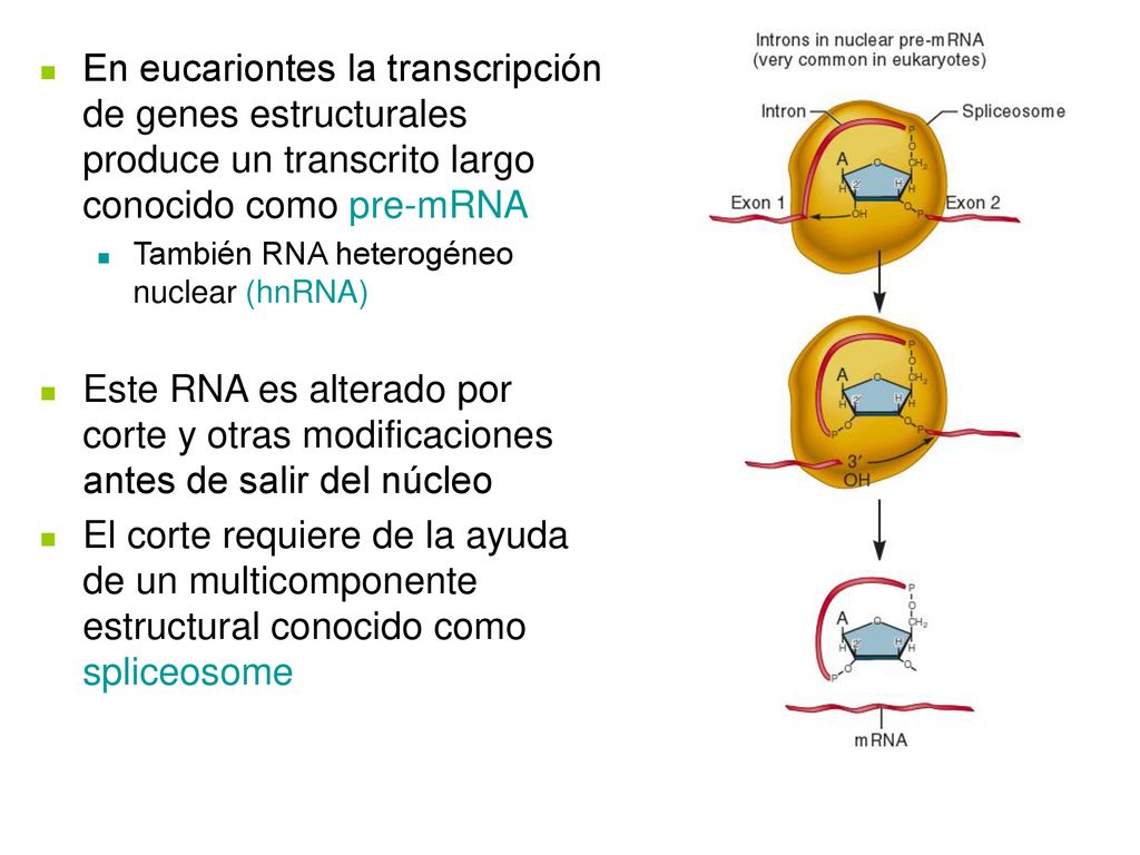 En eucariontes la transcripción de genes estructurales produce un transcrito largo conocido como pre-mRNA