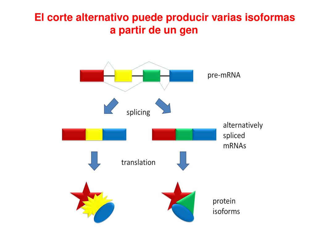 El corte alternativo puede producir varias isoformas