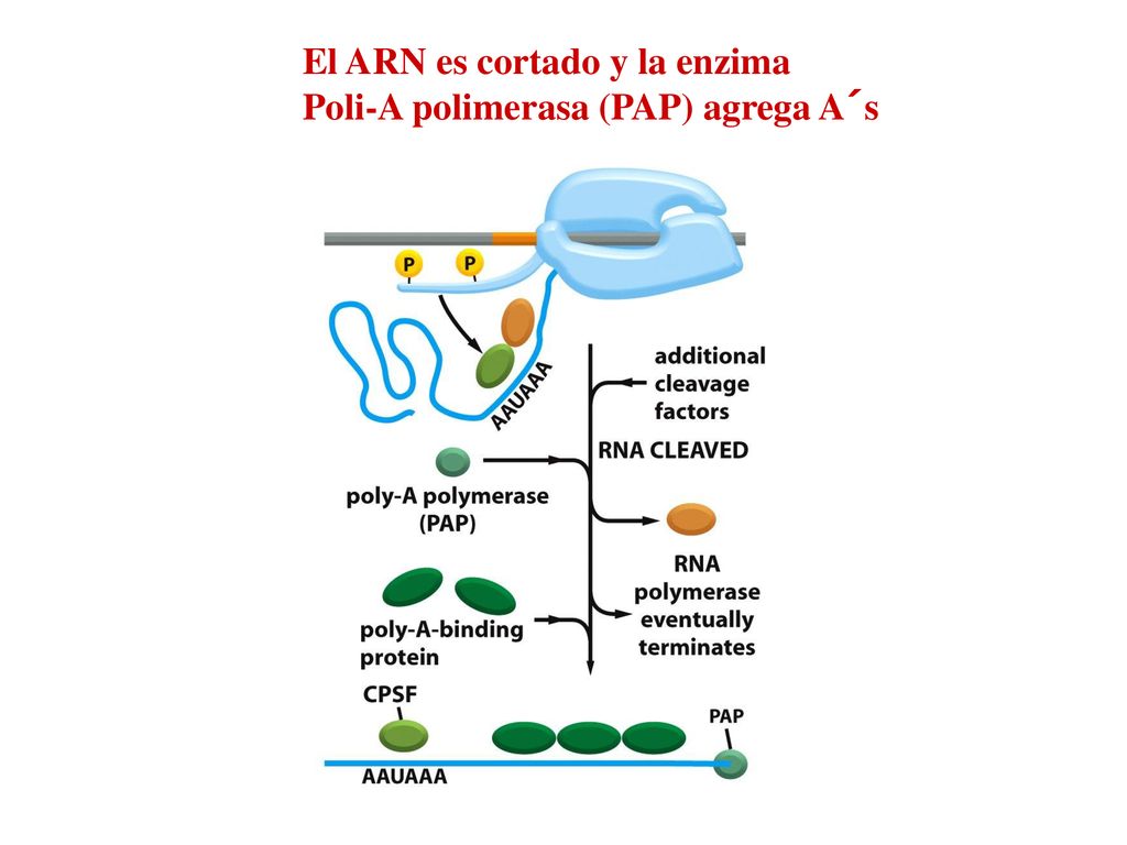 El ARN es cortado y la enzima